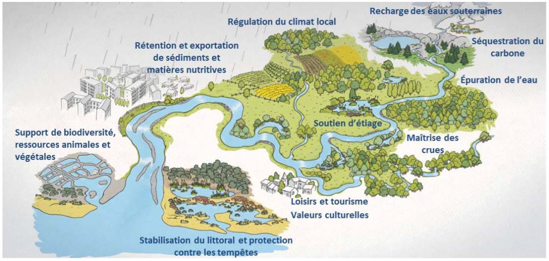 Services écologiques rendus par les zones humides (source : Plan bleu, adapté d’après une illustration de l’Agence de l’Eau Rhône Méditerranée Corse)